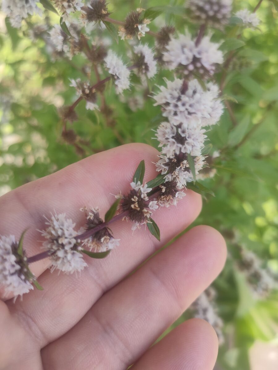 Mentha x gracilis (Ginger Mint) — photo