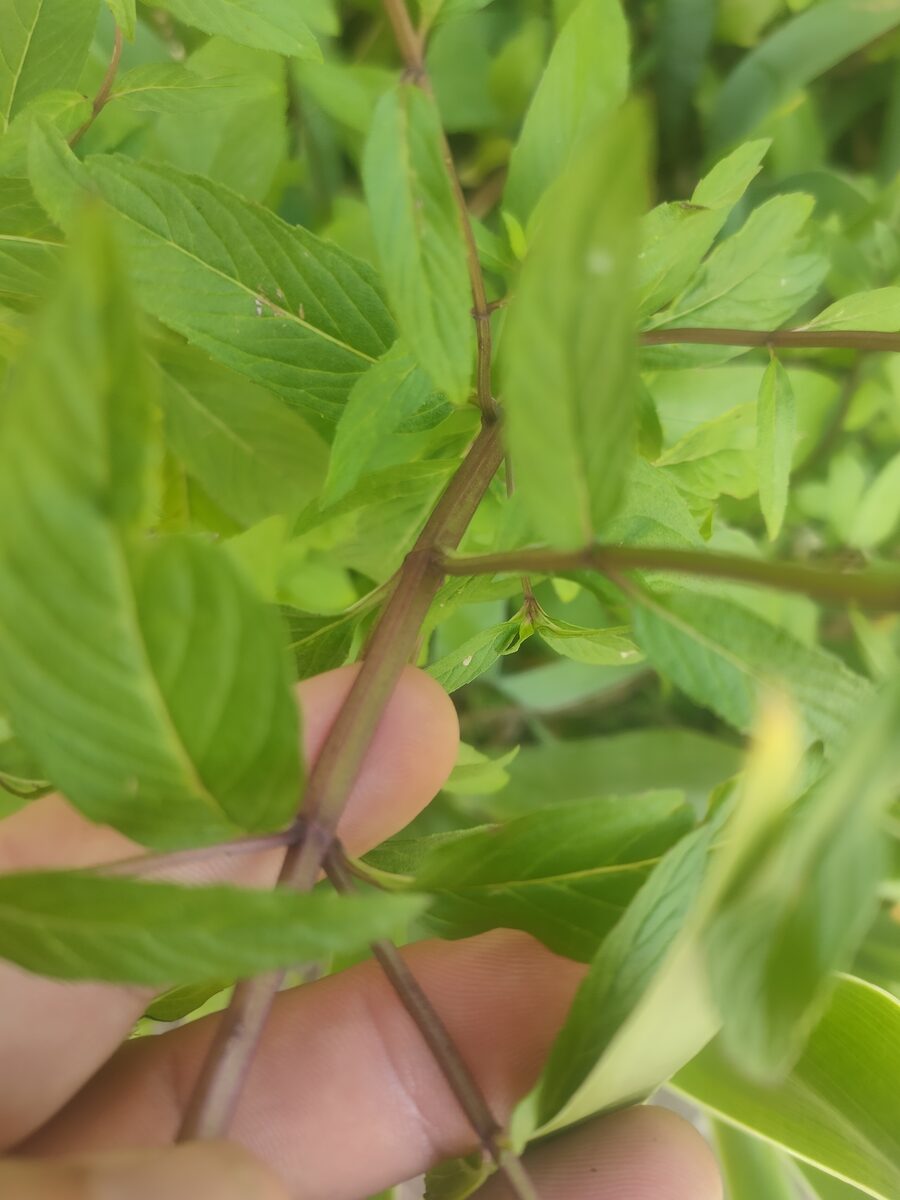 Mentha x gracilis