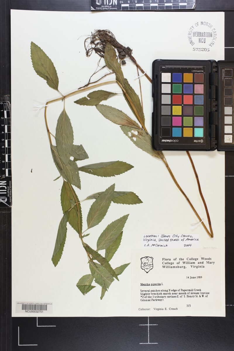 Mentha x piperita citrata - (Ehrh.)Briq.