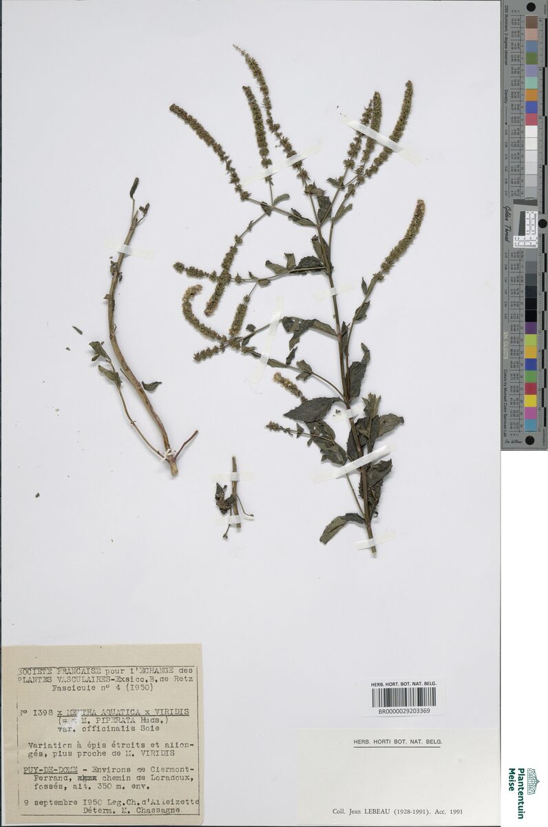 Mentha x piperita officinalis (White Peppermint) — photo