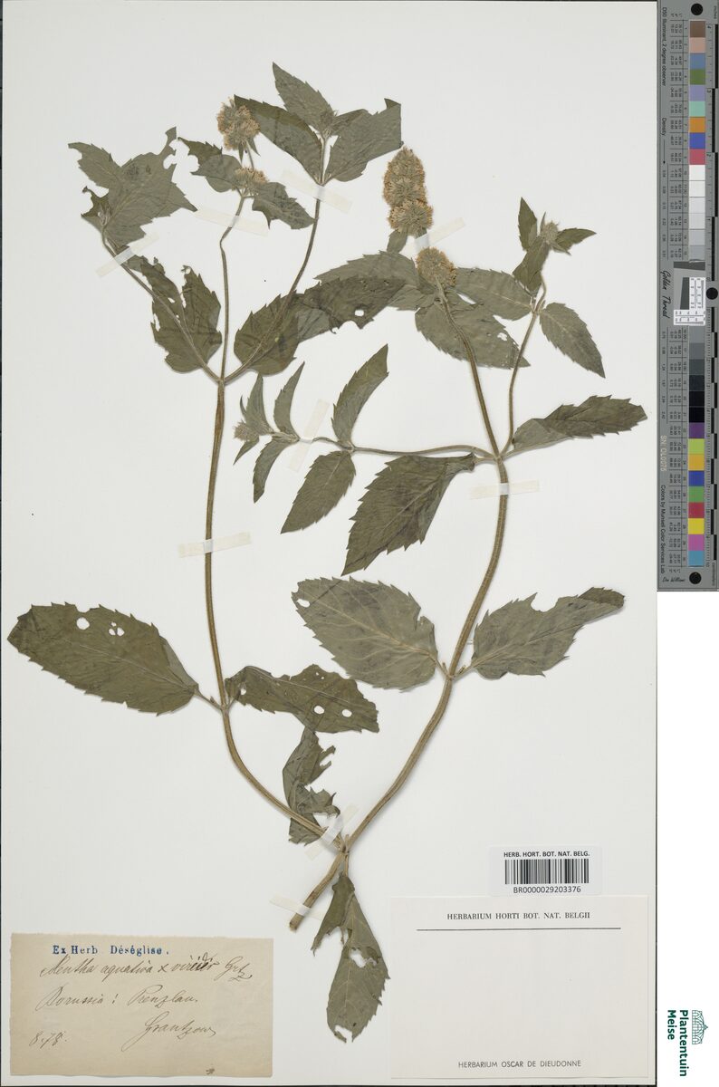 Mentha x piperita officinalis (White Peppermint) — photo