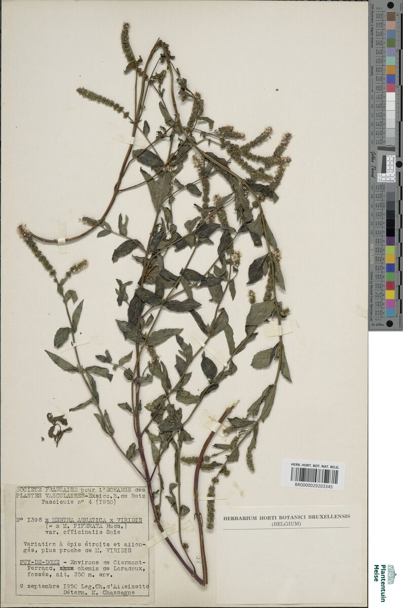 Mentha x piperita officinalis