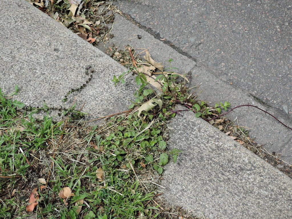 Mentha x smithiana (Red Raripila Mint) — photo