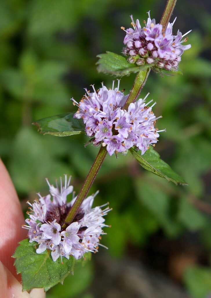 Mentha x smithiana (Red Raripila Mint) — photo