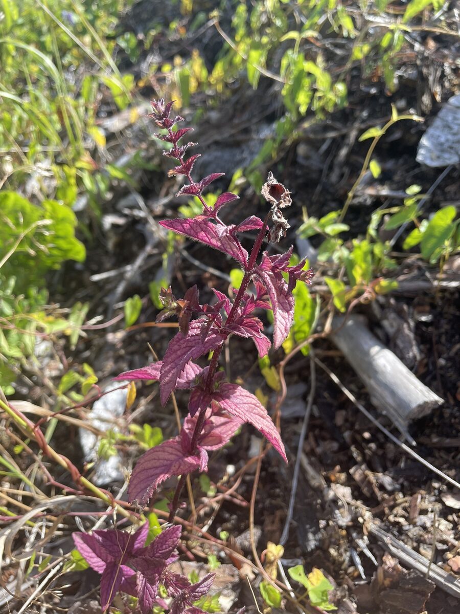 Mentha x smithiana