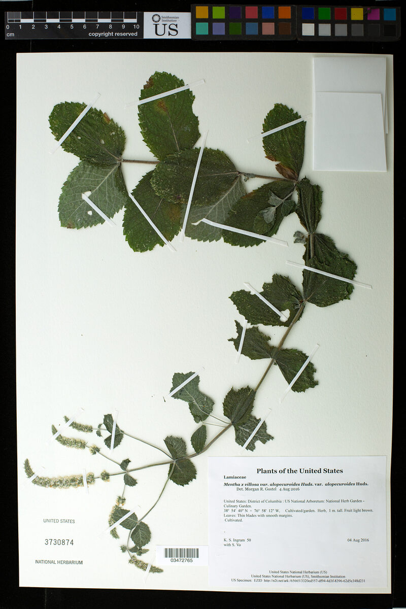 Mentha x villosa alopecuroides - (Hull.)Briq. (Apple Mint) — photo