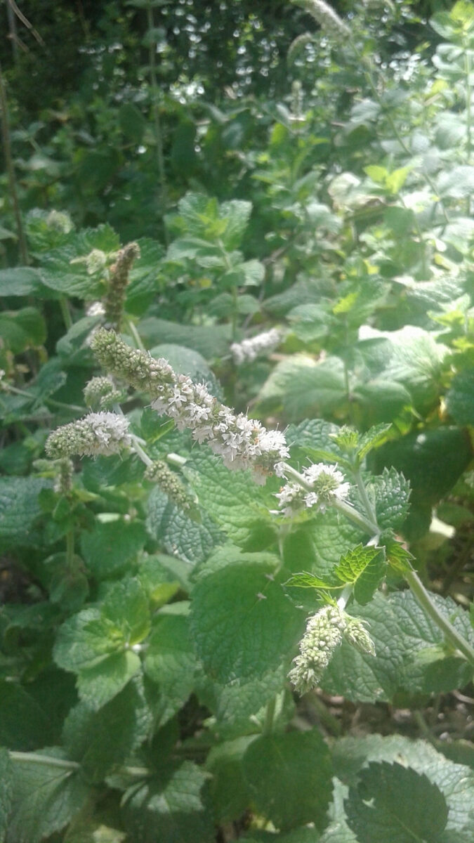 Mentha x villosa alopecuroides - (Hull.)Briq. (Apple Mint) — photo
