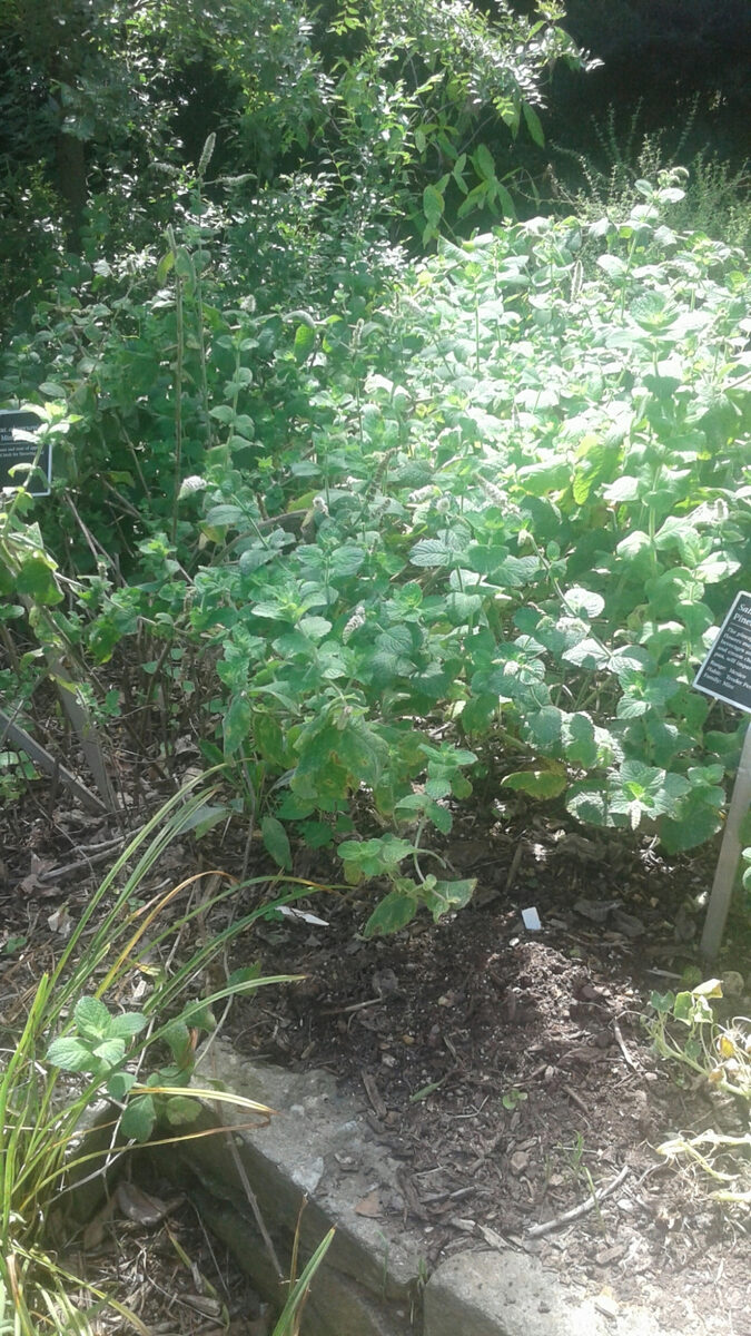 Mentha x villosa alopecuroides - (Hull.)Briq.
