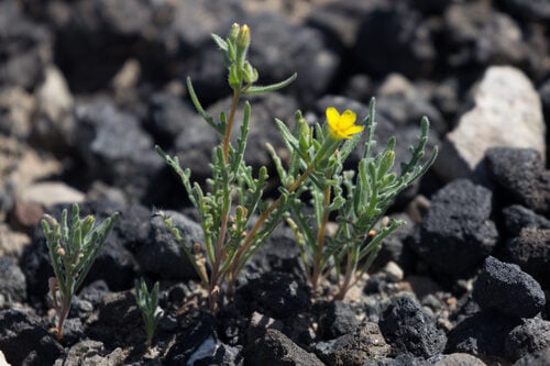 Mentzelia albicaulis (Whitestem Blazing Star) — photo
