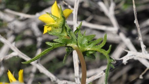 Mentzelia albicaulis (Whitestem Blazing Star) — photo
