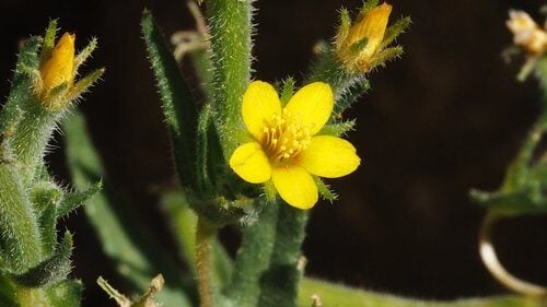 Mentzelia albicaulis