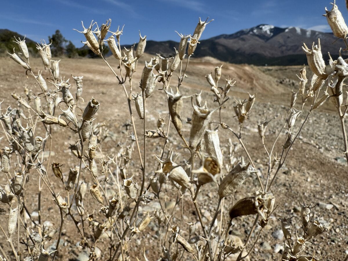 Mentzelia multiflora - (Nutt.)A.Gray. (Manyflowered Mentzelia) — photo