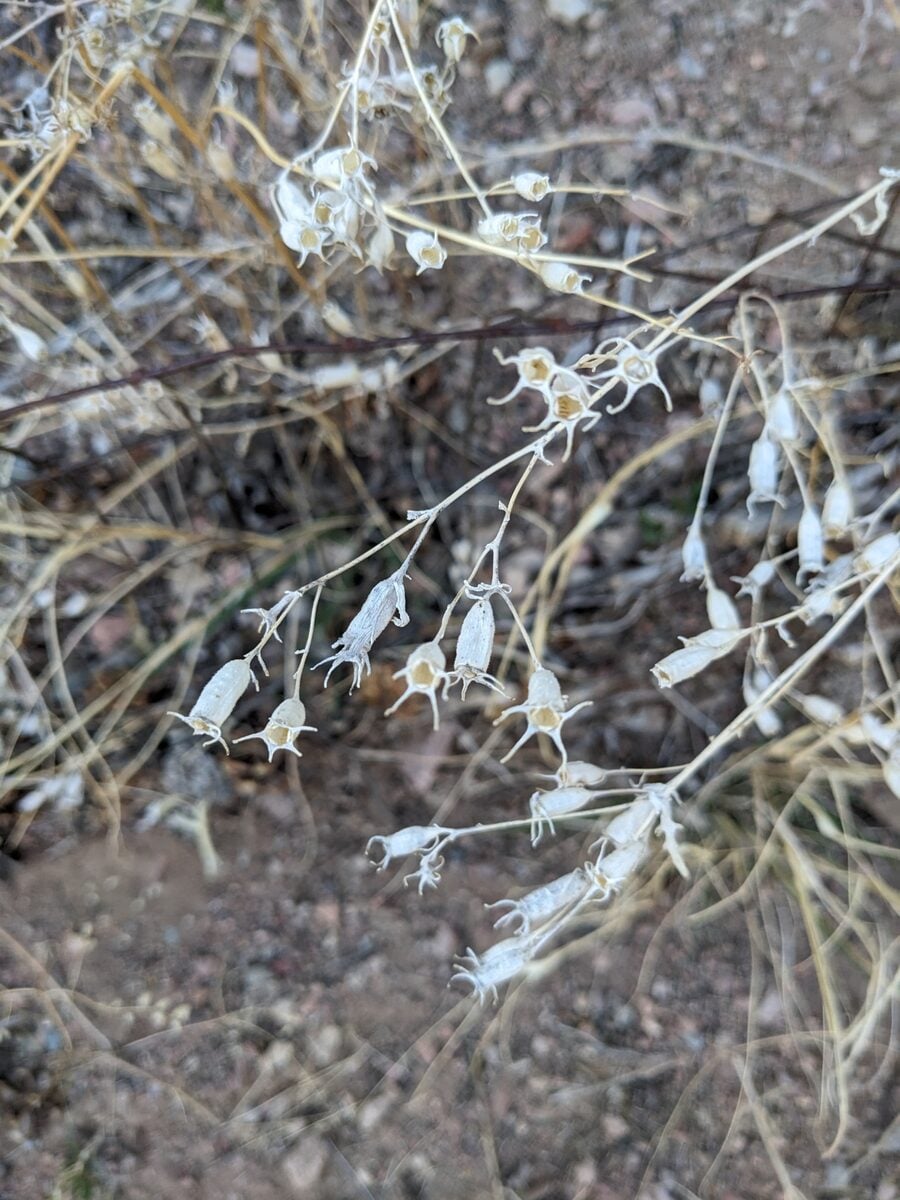 Mentzelia multiflora - (Nutt.)A.Gray. (Manyflowered Mentzelia) — photo