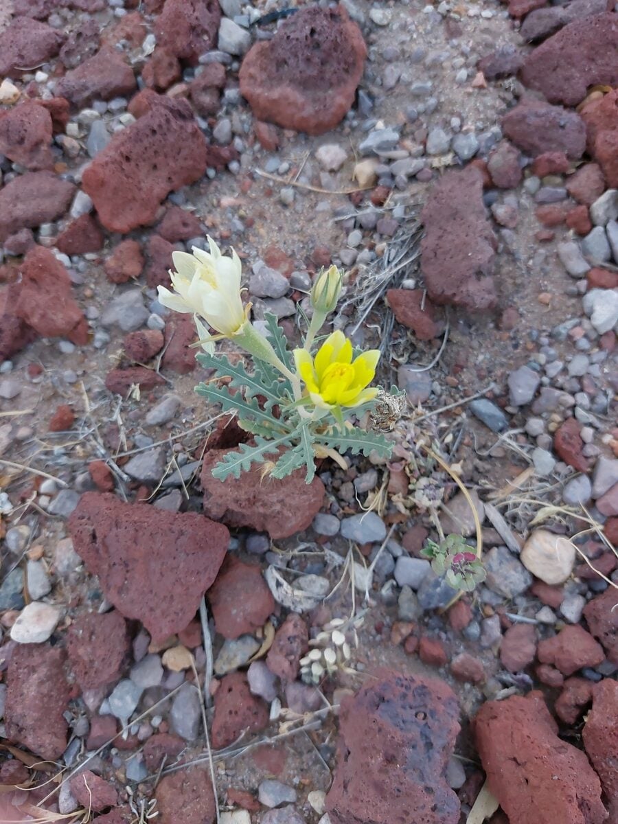 Mentzelia multiflora - (Nutt.)A.Gray.