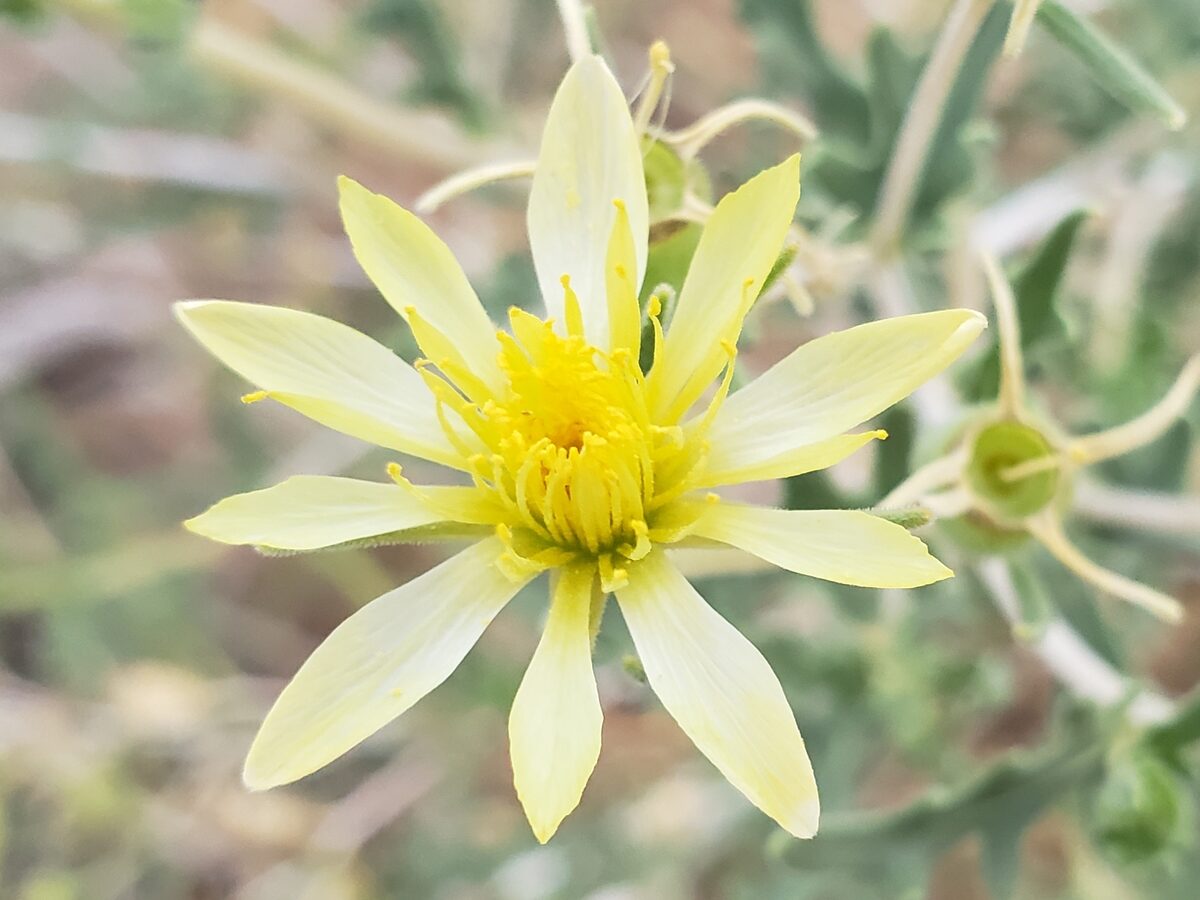 Mentzelia pumila - (Nutt.)Torr.&A.Gray. (Dwarf Mentzelia) — photo
