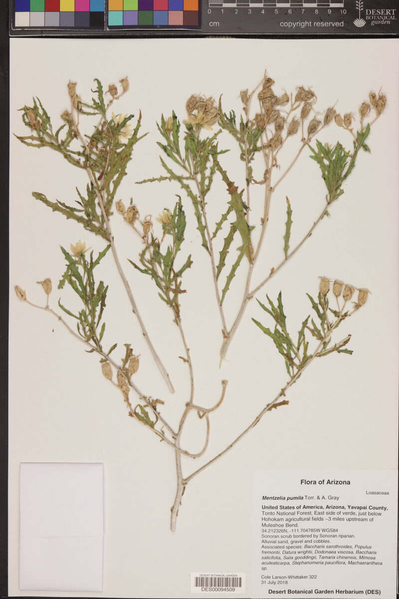 Mentzelia pumila - (Nutt.)Torr.&A.Gray. (Dwarf Mentzelia) — photo