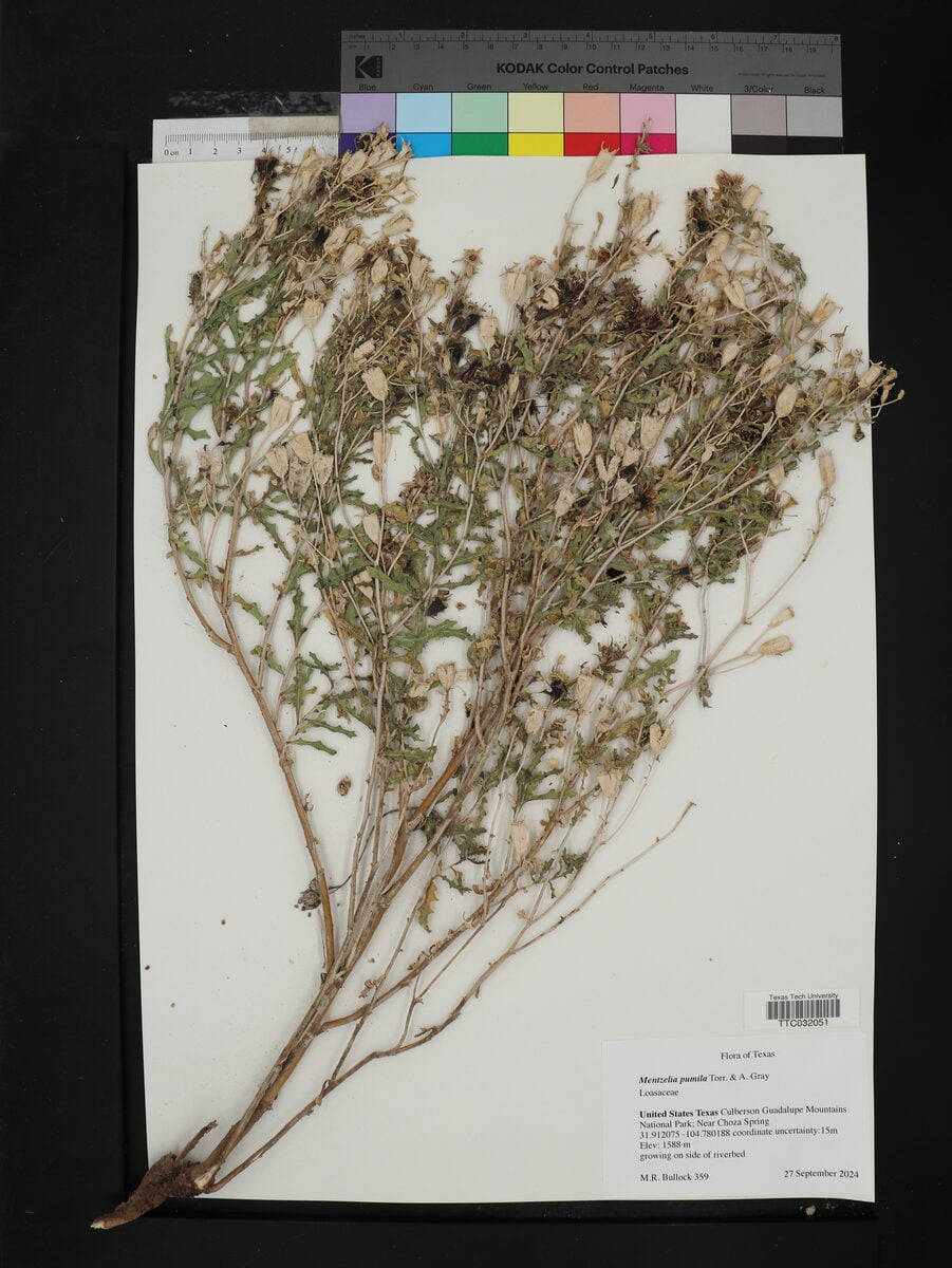 Mentzelia pumila - (Nutt.)Torr.&A.Gray.