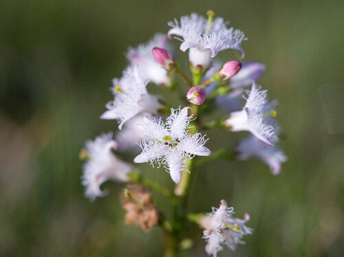Menyanthes trifoliata (Bogbean) — photo