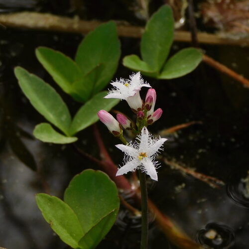 Menyanthes trifoliata (Bogbean) — photo