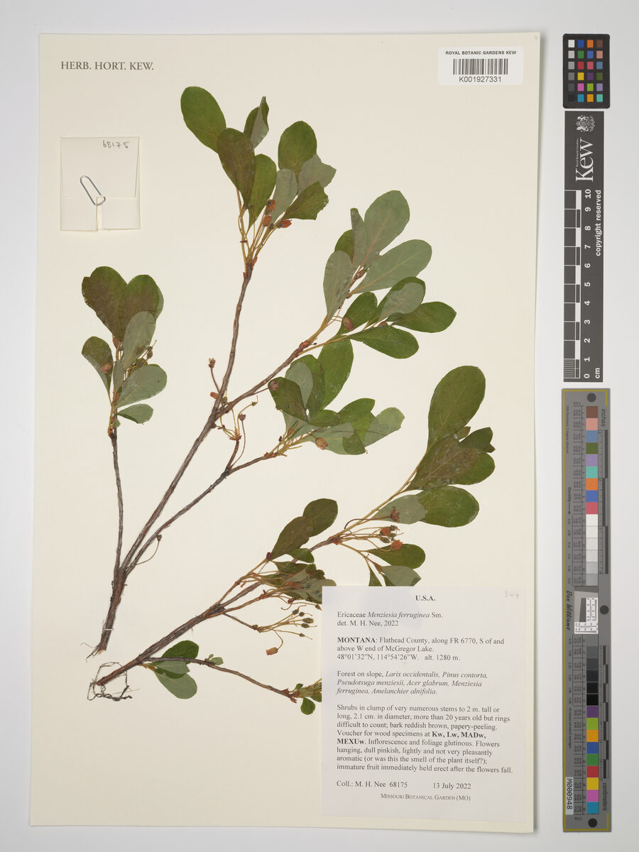 Menziesia ferruginea (False Huckleberry) — photo