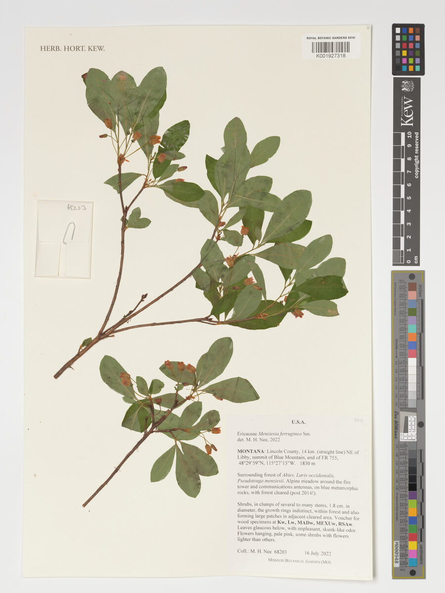 Menziesia ferruginea (False Huckleberry) — photo