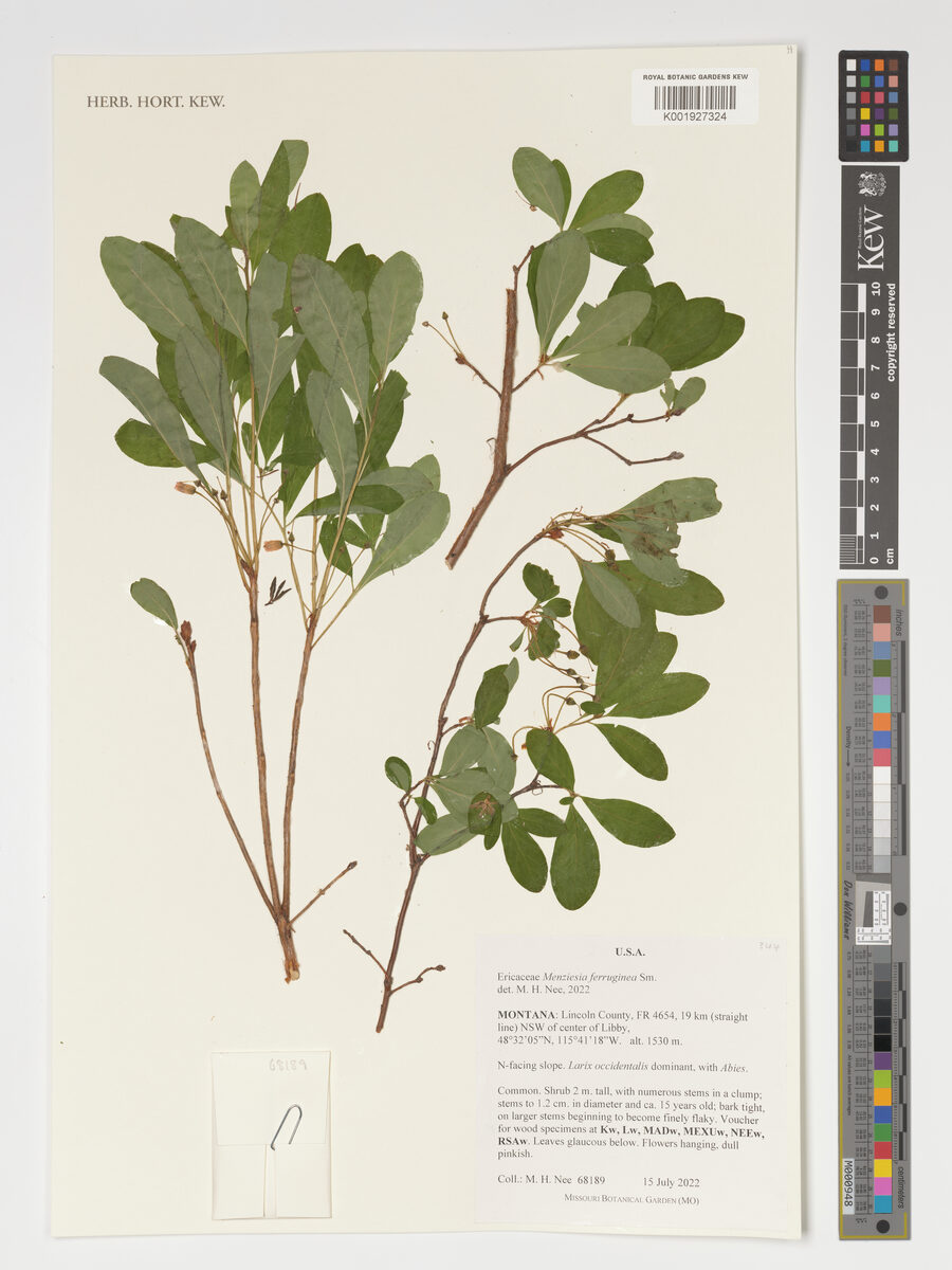 Menziesia ferruginea