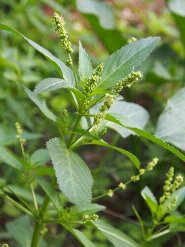 Mercurialis annua (Annual Mercury) — photo