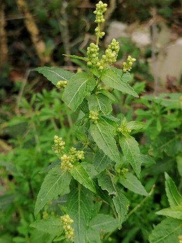 Mercurialis annua (Annual Mercury) — photo