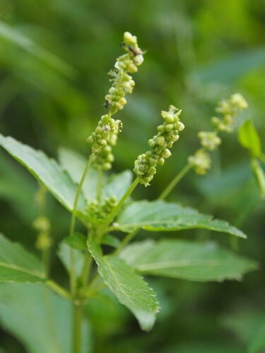 Mercurialis annua