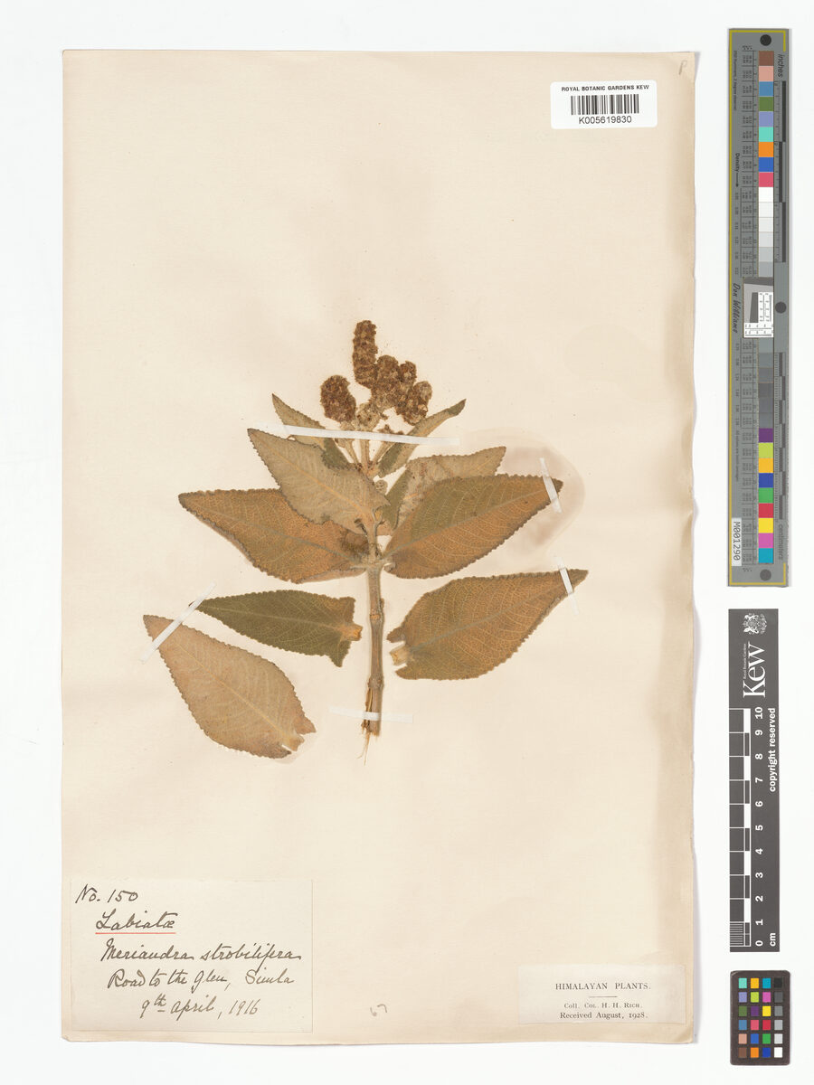 Meriandra strobilifera (Cone bearing sage) — photo