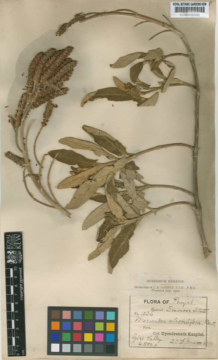 Meriandra strobilifera (Cone bearing sage) — photo