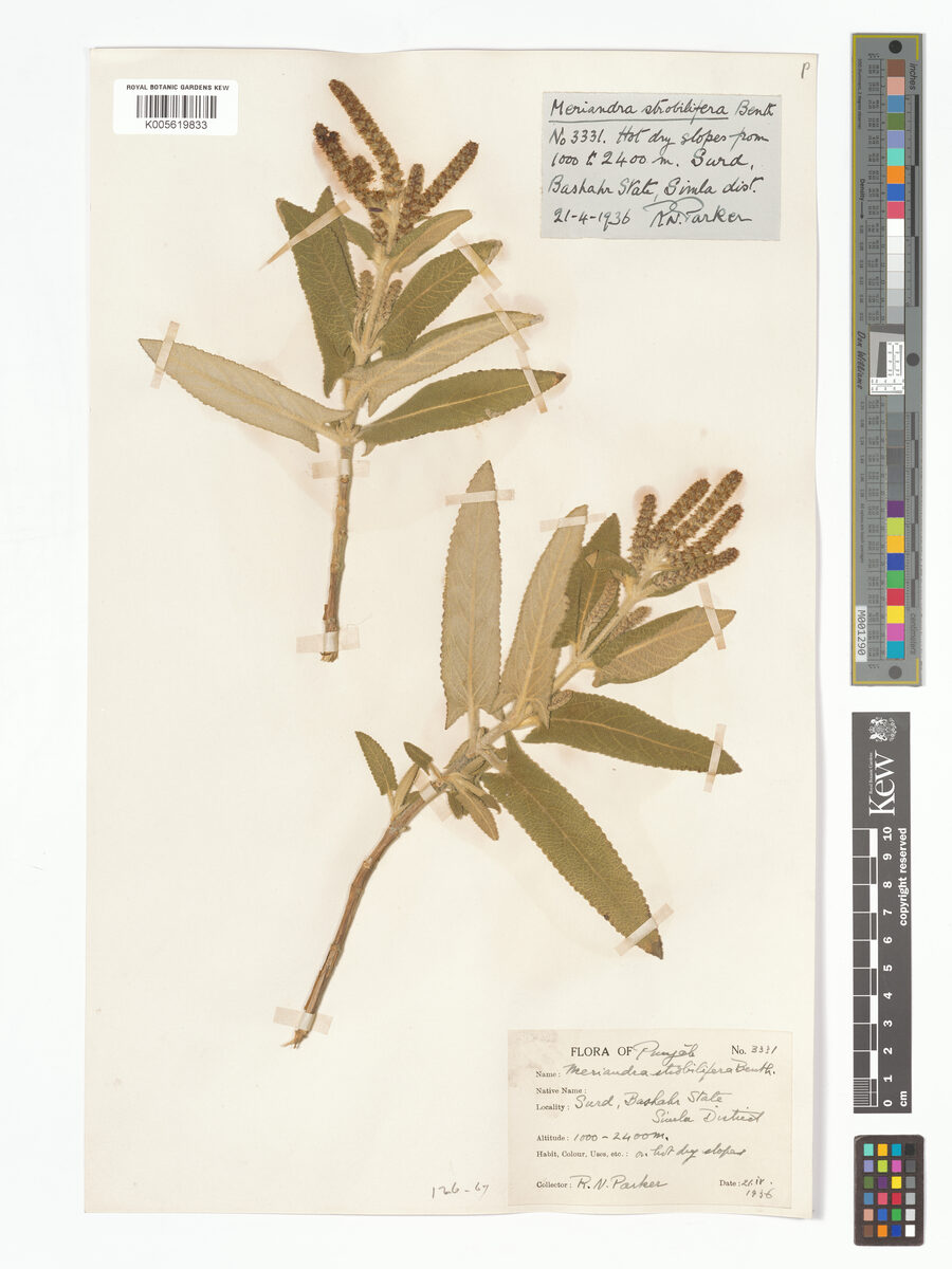 Meriandra strobilifera