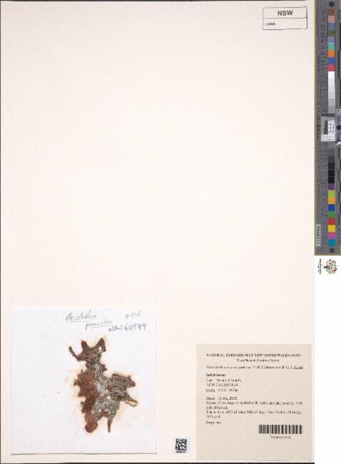 Meristotheca procumbens