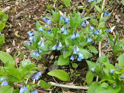 Mertensia bella (Beautiful bluebells) — photo