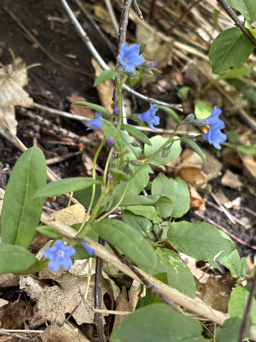 Mertensia ciliata - (James.)G.Don. (Mountain Bell) — photo
