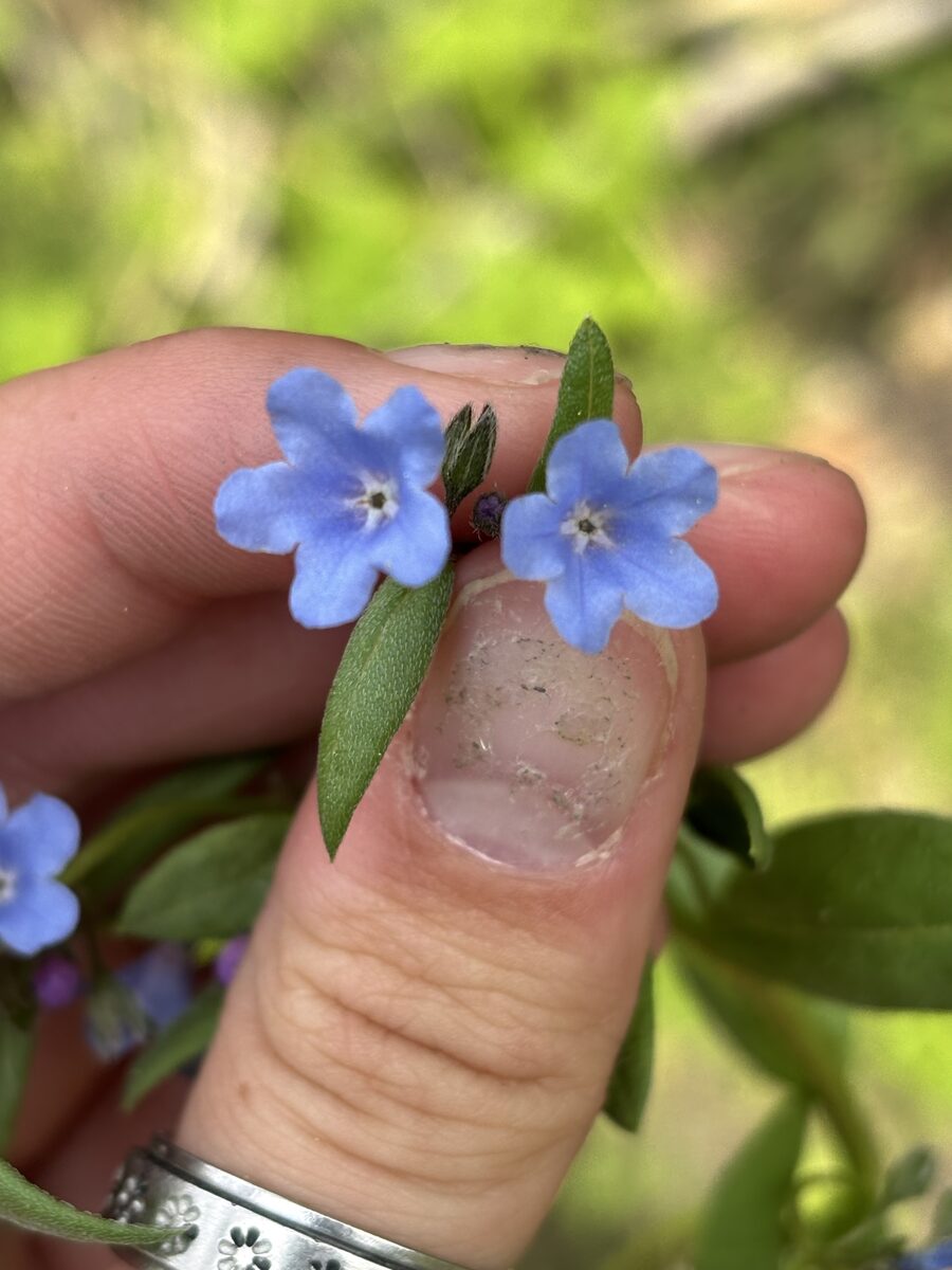 Mertensia ciliata - (James.)G.Don. (Mountain Bell) — photo