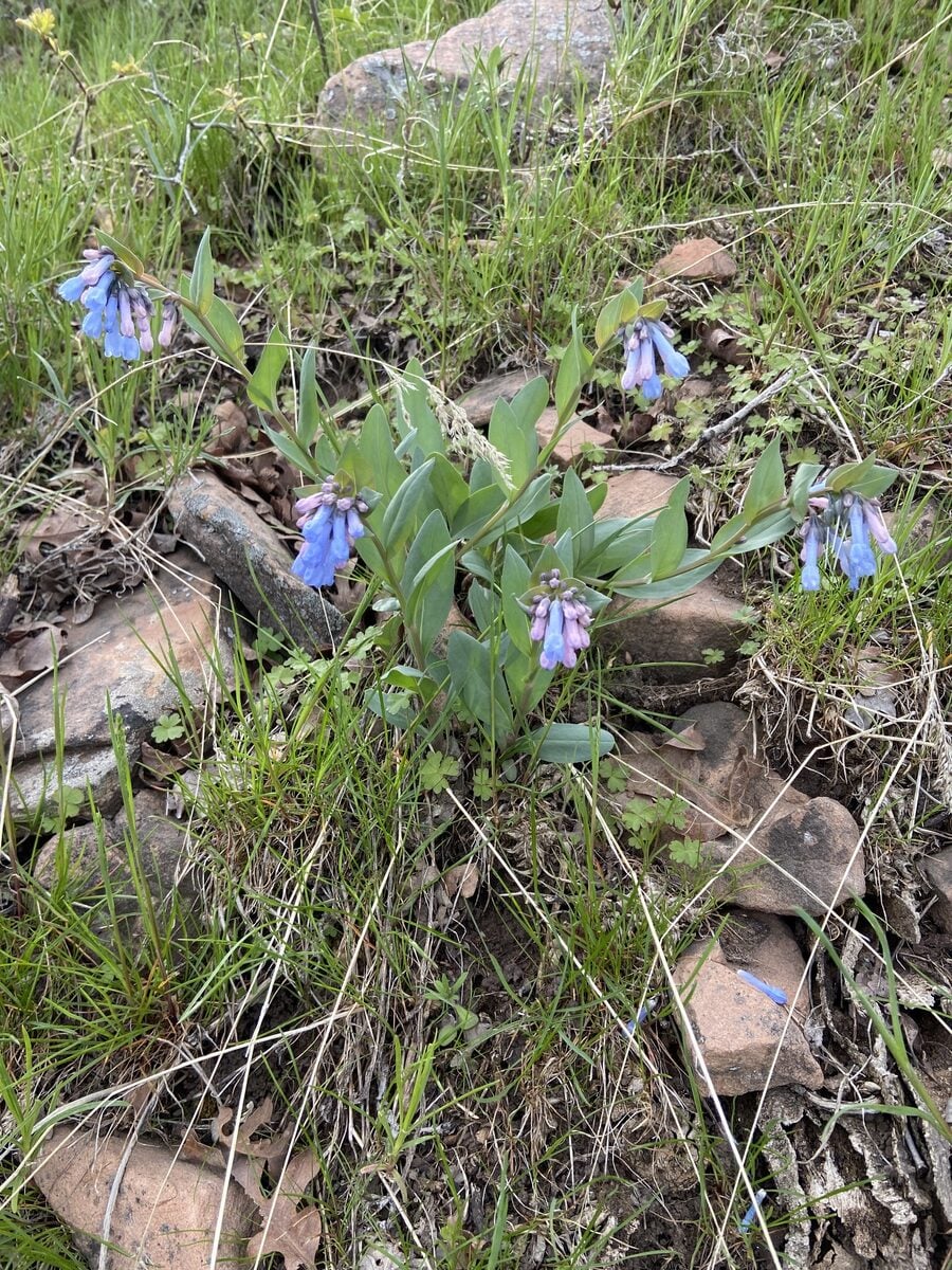 Mertensia ciliata - (James.)G.Don.