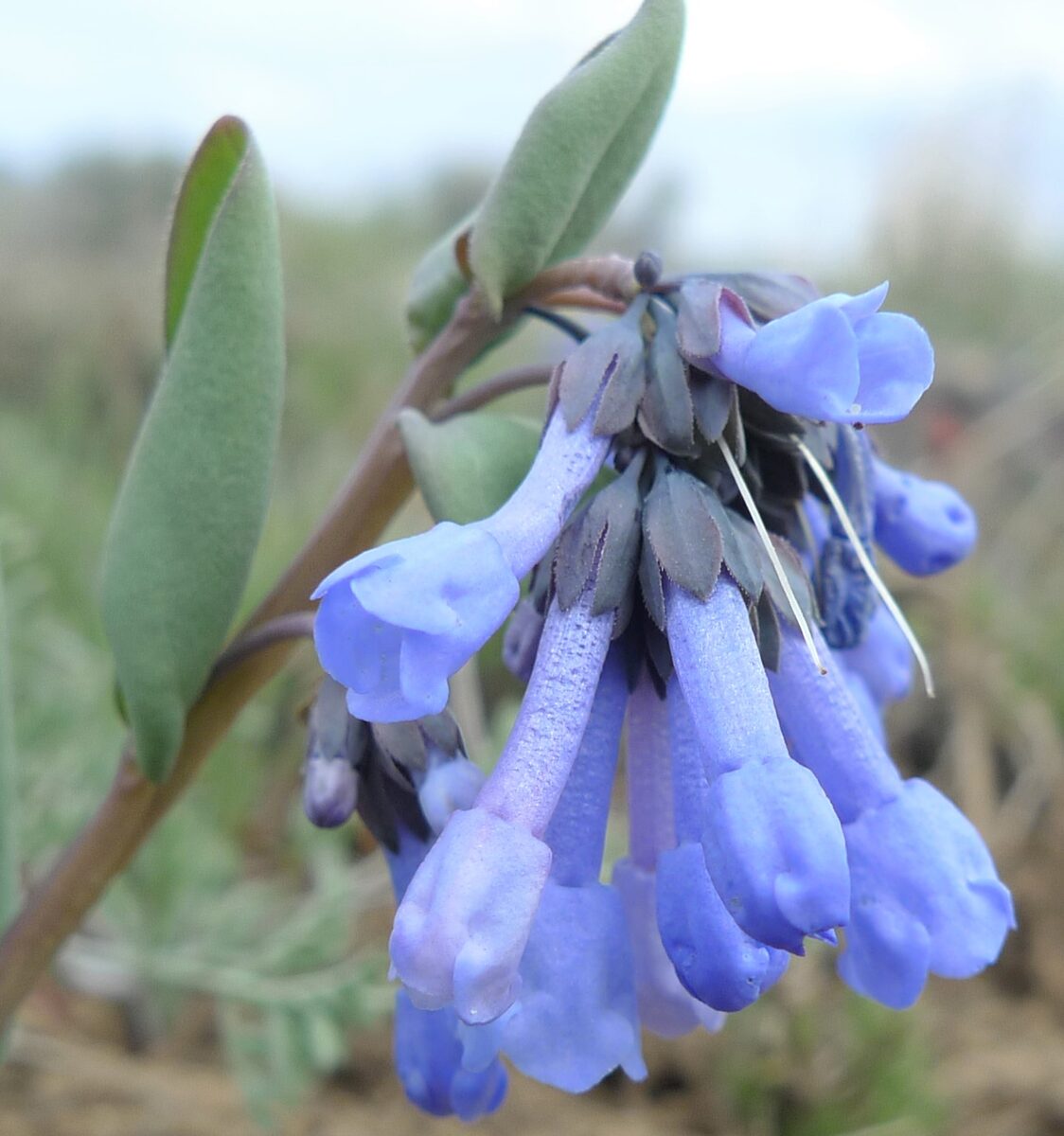 Mertensia longiflora (Small bluebells) — photo