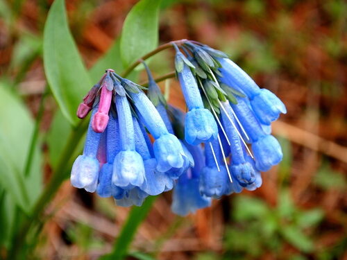 Mertensia longiflora