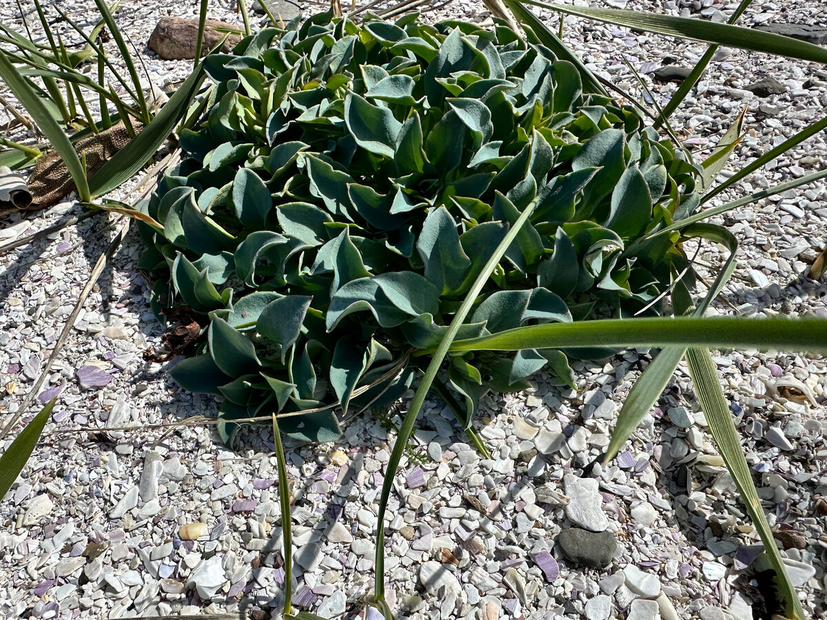 Mertensia maritima - (L.)S.F.Gray. (Oyster Plant) — photo