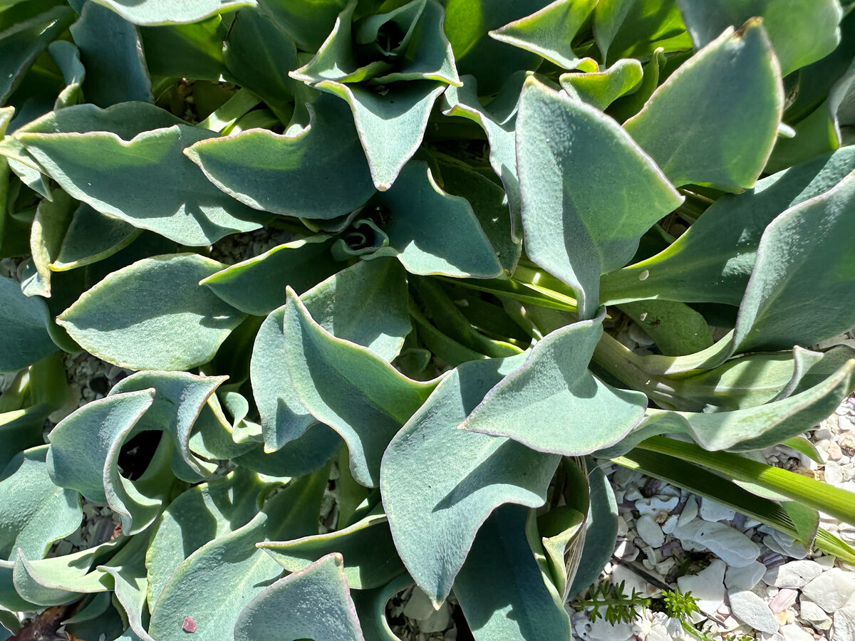 Mertensia maritima - (L.)S.F.Gray. (Oyster Plant) — photo