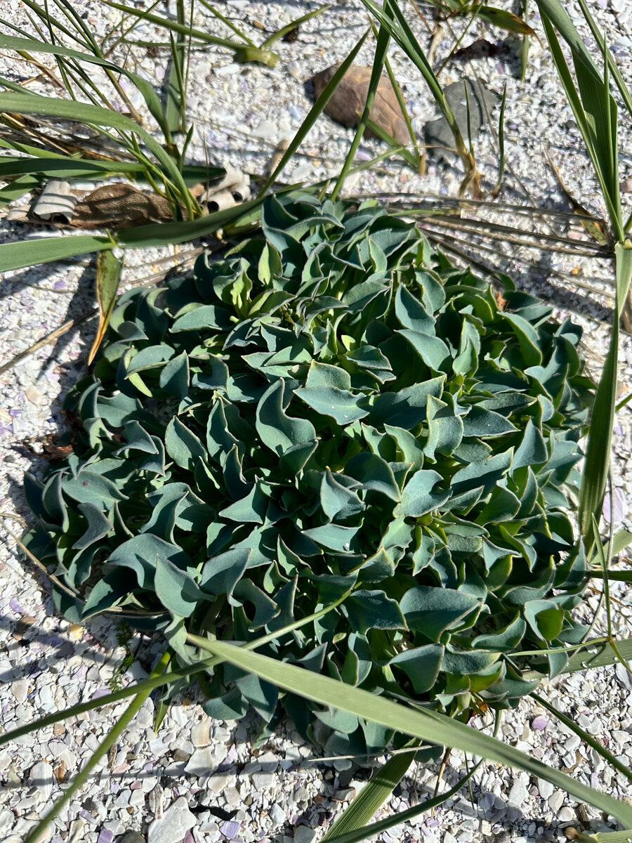Mertensia maritima - (L.)S.F.Gray.