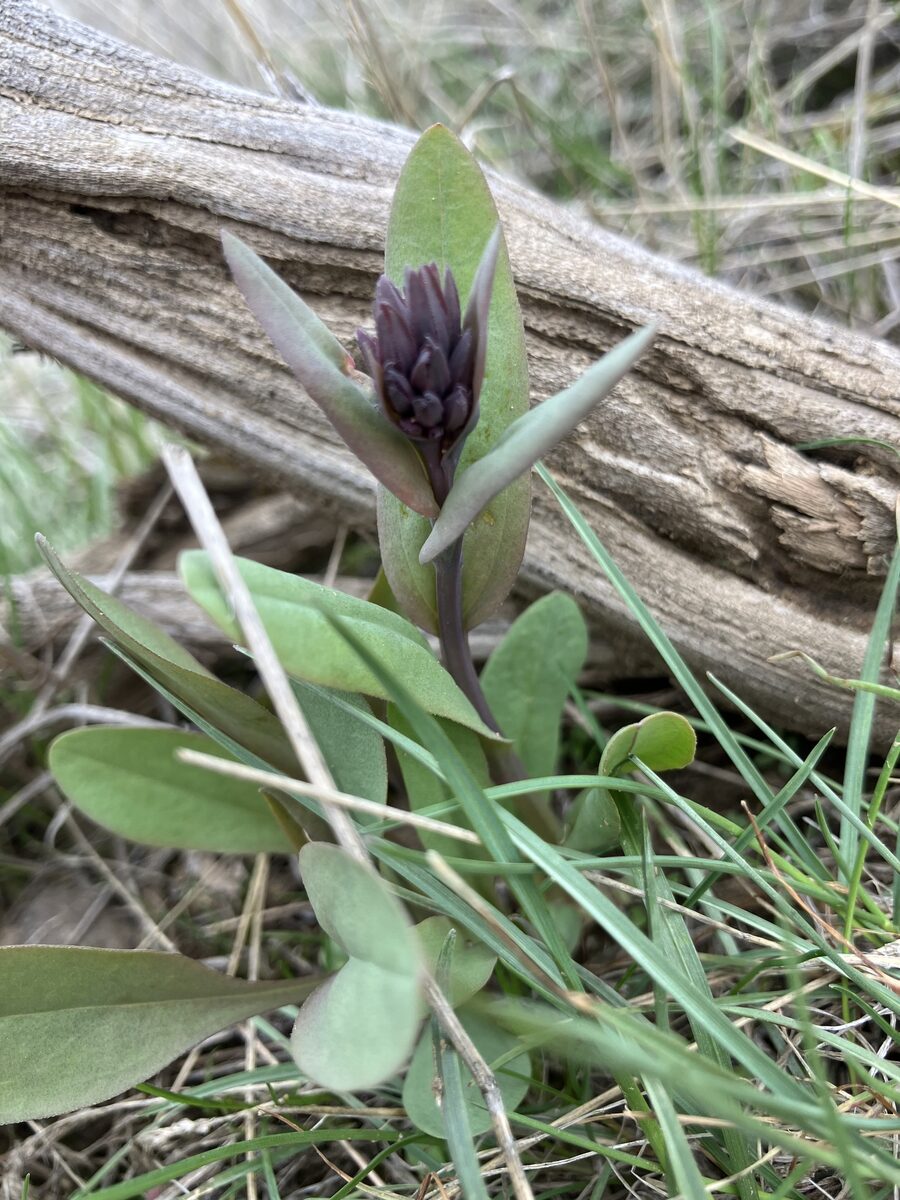 Mertensia oblongifolia - (Nutt.)G.Don. (Oblongleaf bluebells) — photo