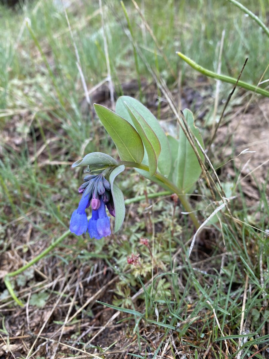 Mertensia oblongifolia - (Nutt.)G.Don. (Oblongleaf bluebells) — photo