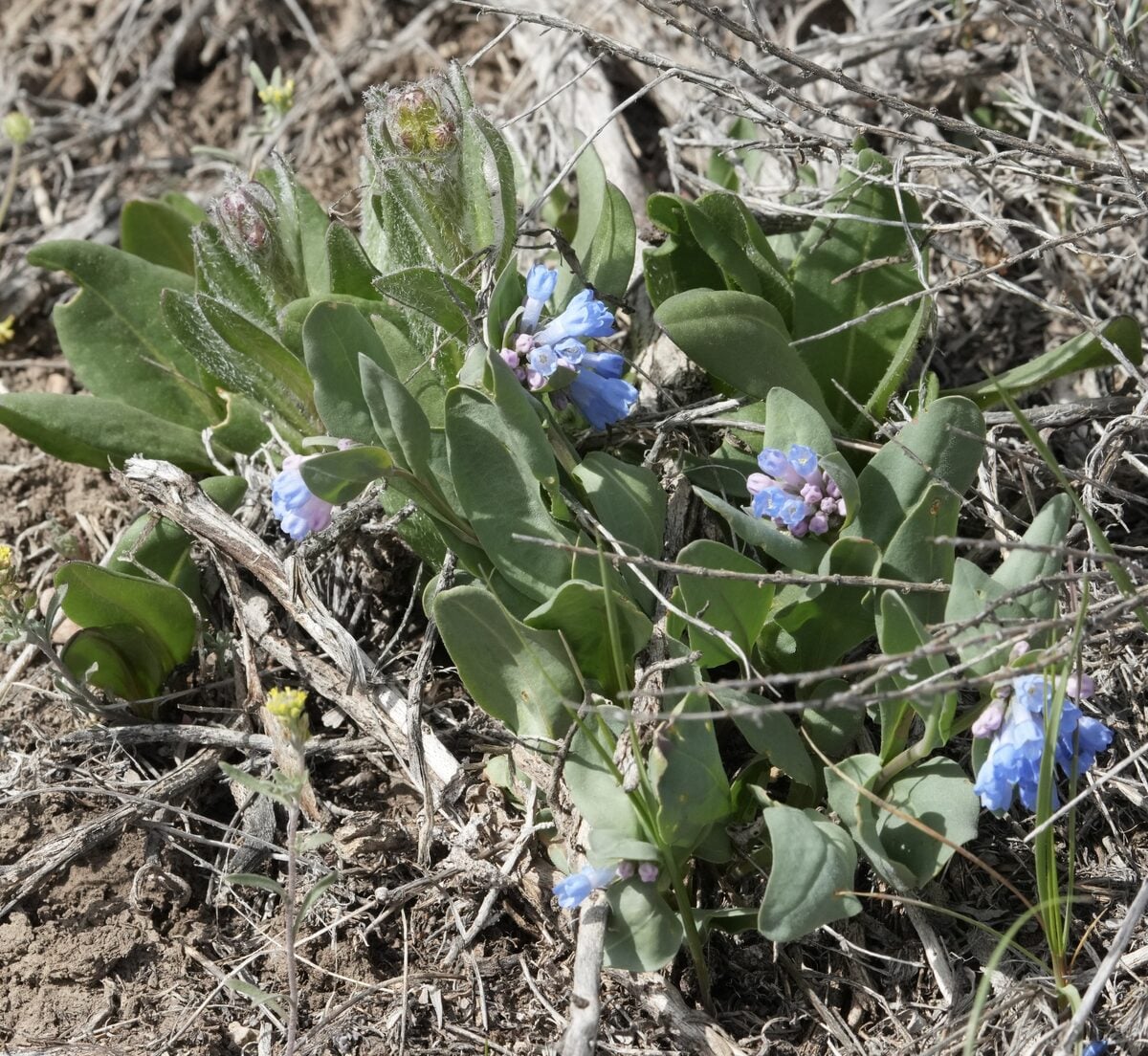 Mertensia oblongifolia - (Nutt.)G.Don.