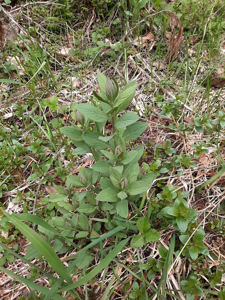 Mertensia paniculata - (Aiton.)G.Don. (Tall bluebells) — photo