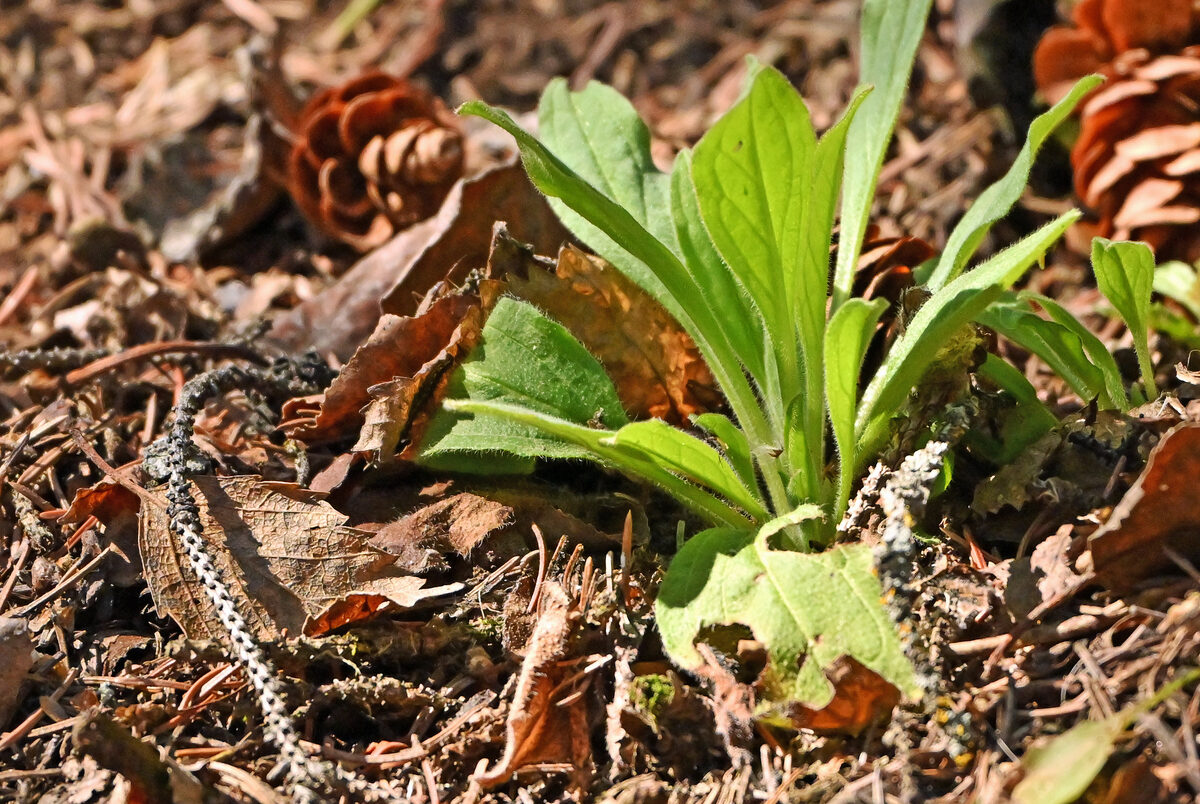 Mertensia paniculata - (Aiton.)G.Don. (Tall bluebells) — photo