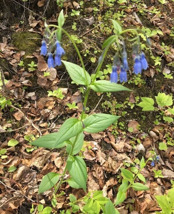 Mertensia paniculata - (Aiton.)G.Don.