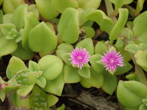 Mesembryanthemum cordifolium (Heart-leaved Noon-flower) — photo