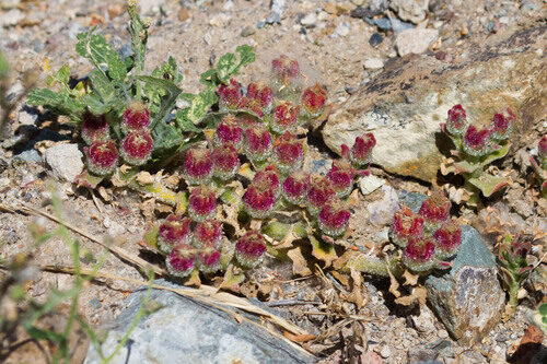 Mesembryanthemum crystallinum (Ice Plant) — photo